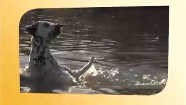 Royal Canin Dalmatien adulte смотреть онлайн