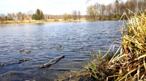 Шавасана, 20  минут спокойствия и тишины