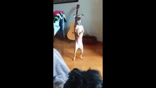 Хозяйка, смотри как я мог! смотреть онлайн