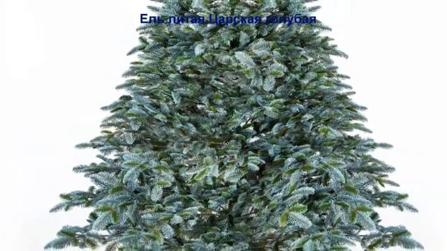 Искусственные ёлки оптом! Ель Литая Царская голубая! Закажи на сайте! смотреть онлайн