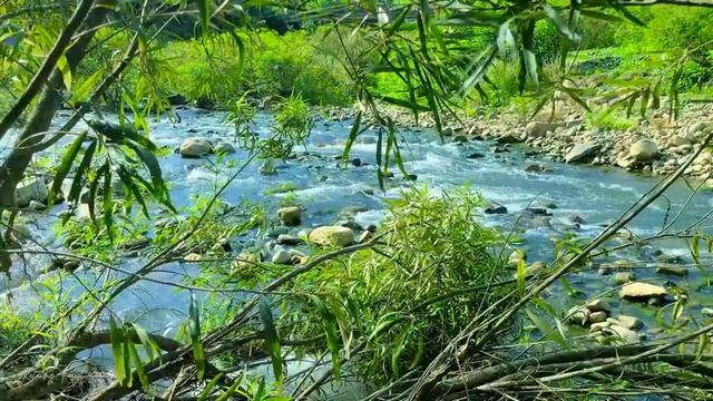 Beautiful autumn forest, majestic birdsong, peaceful water sounds in the forest смотреть онлайн