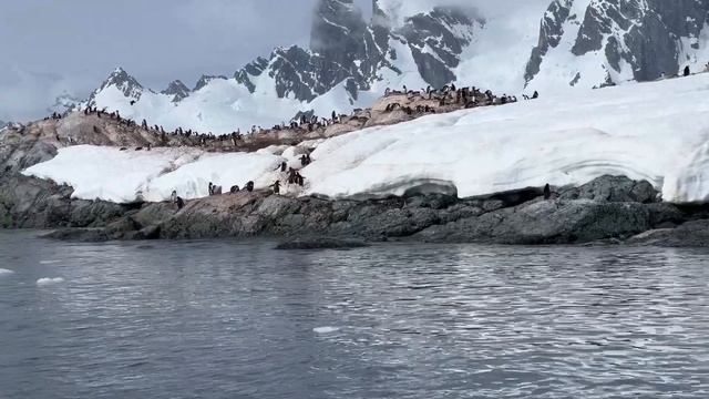 Киты на Антарктиде / Обзор кают корабля Sea Spirit смотреть онлайн