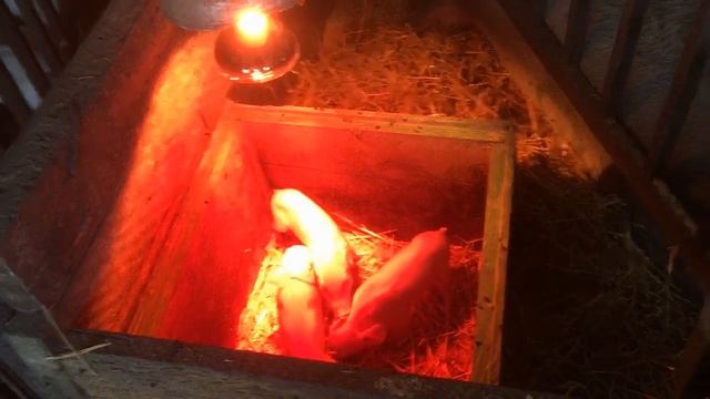 ПОЛНЫЙ опорос свиньи.КАКОЙ ВЕС поросят при рождении. ENG SUB. смотреть онлайн