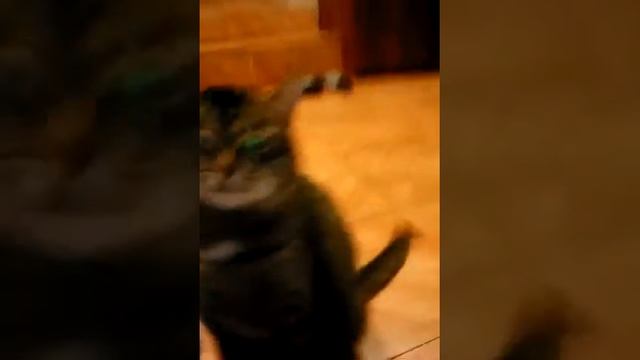 что будет если если взбесить кота смотреть онлайн