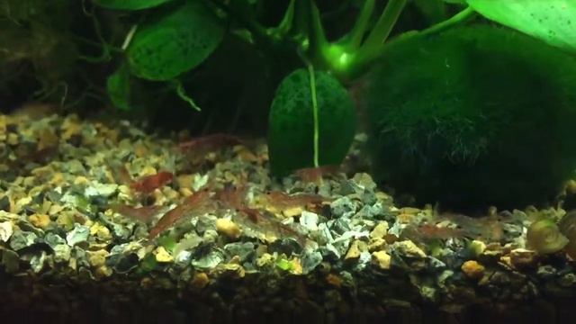 Креветочник акваэль 30литров смотреть онлайн