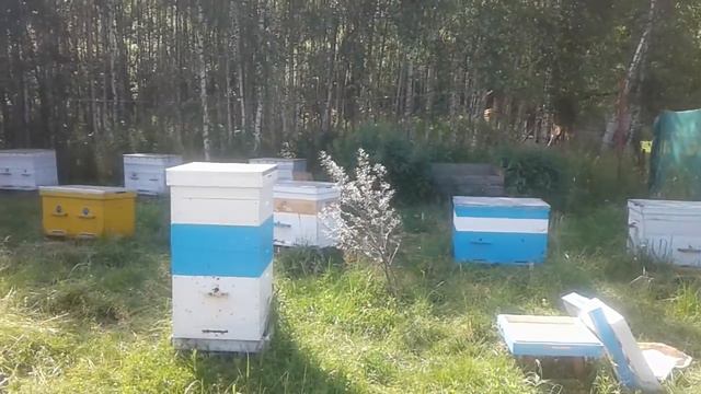 7 июля, хорошая погода и пчёлы! смотреть онлайн