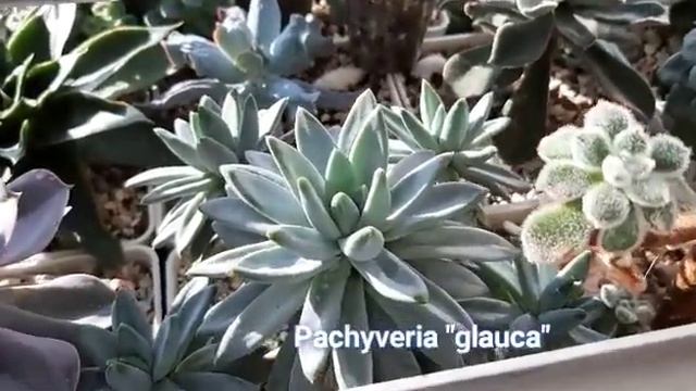 Обзор Echeveria, и что проросло из семян, на 5.02.2022г.