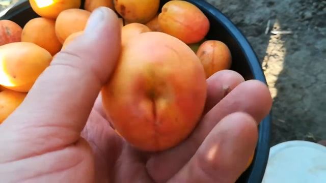 Абрикос Масис - Ананасный . смотреть онлайн