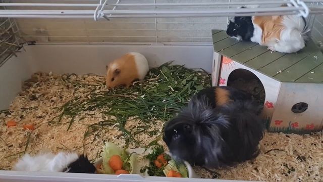 ?МОРСКИЕ СВИНКИ - ВОССОЕДИНЛИ ПАПУ С МАМОЙ И ДЕТЬМИ / ДЕТЕЙ ОТСАДИЛИ ЖИТЬ ОТДЕЛЬНО смотреть онлайн