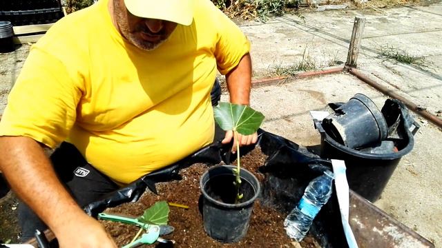 How to make fig (ficus carica) from green cutting - part 1 смотреть онлайн