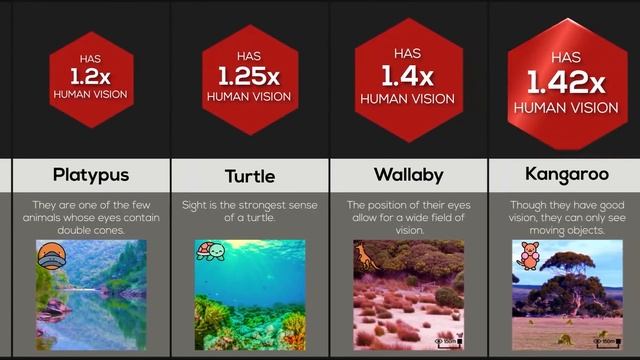 Comparison: Animal Vision смотреть онлайн