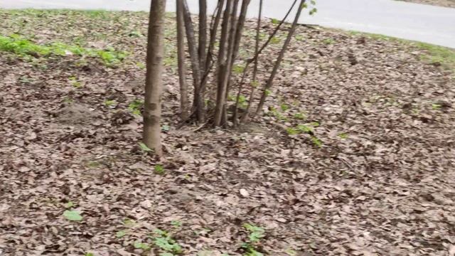 Белка в наполовину зимней шубке запасает орехи, май 2022, Москва, Останкино смотреть онлайн