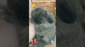 #декоративные кролики #минилопы маленькие #питомцы