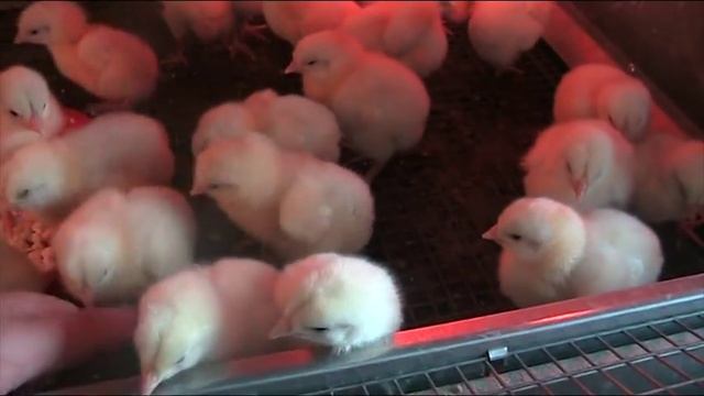 Росс - 308. Обзор бройлера. Май 2017 г//Секреты хороших урожаев. смотреть онлайн