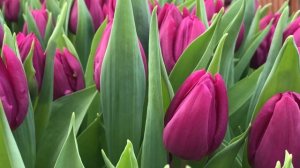 Выгонка тюльпанов. Сорт Purple Prince (Пурпул принц)