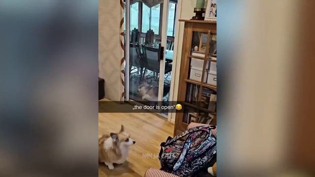 Cats`and`Dogs 😹😂😂 ЛУЧШИЕ ВИДЕО СО СМЕШНЫМИ ЖИВОТНЫМИ 2024 😺🐶😹| THE BEST FUNNY ANIMAL VIDEOS 2024 смотреть онлайн