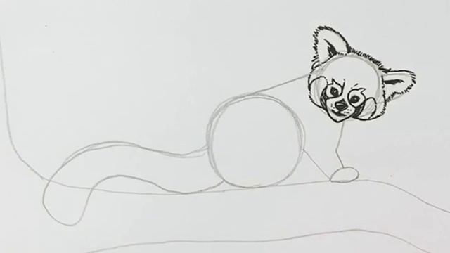 How to draw a red panda step by step easy смотреть онлайн