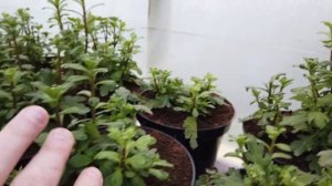 Выгонка Хризантемы к 8 марта. Первый опыт.