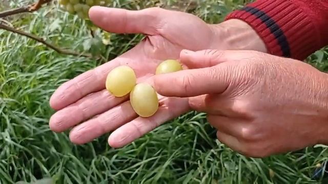 @ДЕГУСТАЦИЯ. Виноград ОЗОН, шикарный мускат. Виноград 2021 смотреть онлайн