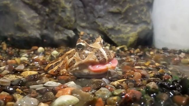 Жаба, гипножаба смотреть онлайн