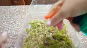 Как вырастить мох сфагнум в домашних условиях？