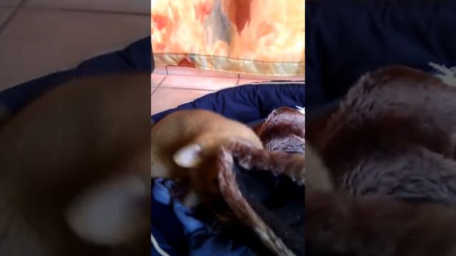 Super Cute Shiba Inu Puppy Biting his Blanky! смотреть онлайн