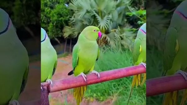 10 самых красивых голосов говорящих попугаев Ringneck