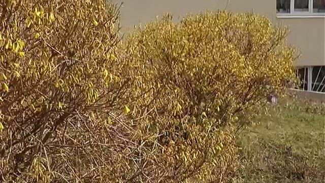 Начался сезон аллергии смотреть онлайн