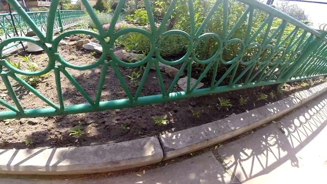 Посадка однолетних цветов в грунт смотреть онлайн