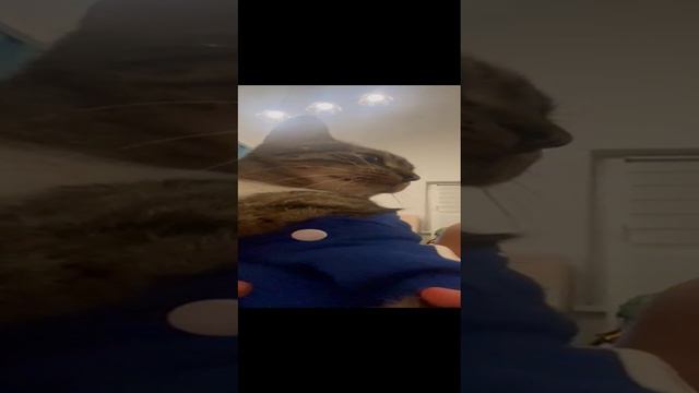1000006385.mp4 смотреть онлайн