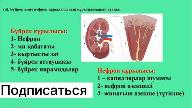 Биология бжб 8 СЫНЫП 3 тоқсан смотреть онлайн