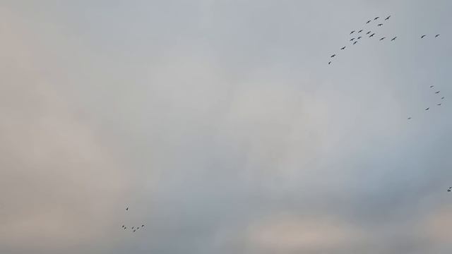 Hunting Big Flocks of Lesser Canada Geese!!! Quick Limit Under the Socks смотреть онлайн