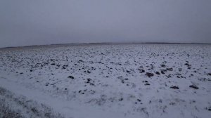 Охота на зайца с Русской гончей Звоной!! Заячья охота зимой 2024