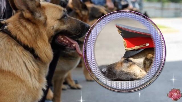 С Днем Кинолога! ? смотреть онлайн