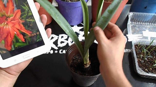 Hippeastrum semillas de flores dobles chuyito jardinero смотреть онлайн