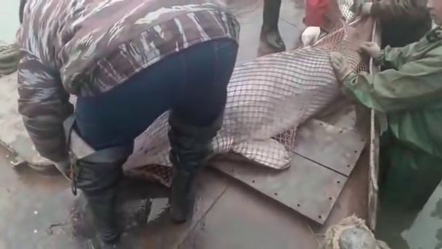 В Атырау выловлена белуга весом более 80 кг смотреть онлайн