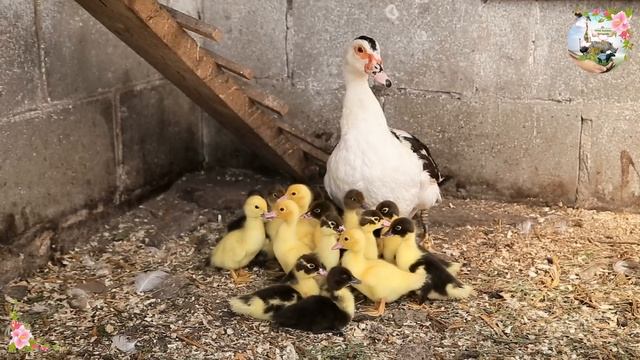 Amazing Familiar Animal Playing Sounds: Lion, Cheetah, Horse, Chicken, Wallaby - Cute Little Animal