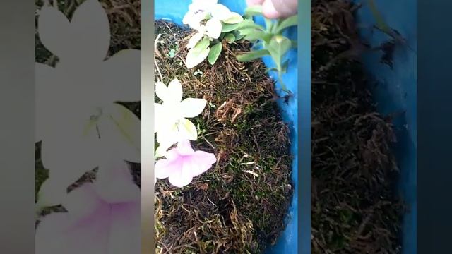 Калибрахоа, размножение черенками смотреть онлайн