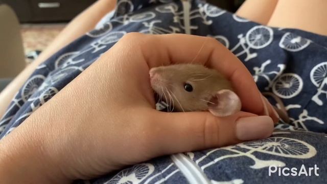 Милейший крыс дамбо-Степан смотреть онлайн