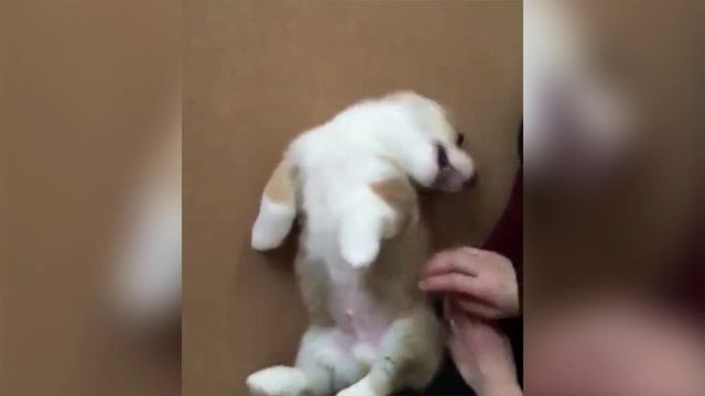 Забавные собаки № 3 смотреть онлайн