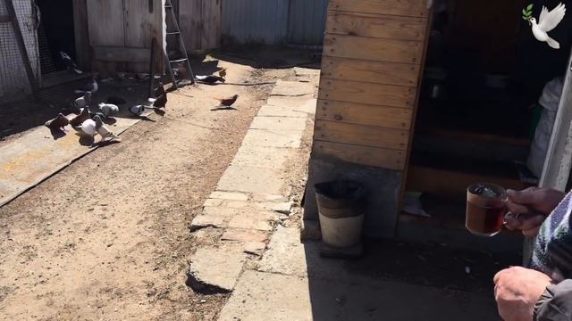 Голуби Трубицына Александра смотреть онлайн