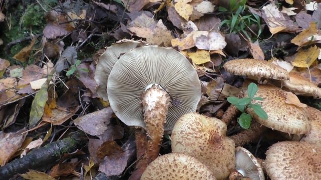 Чешуйчатка обыкновенная съедобна после отваривания. смотреть онлайн