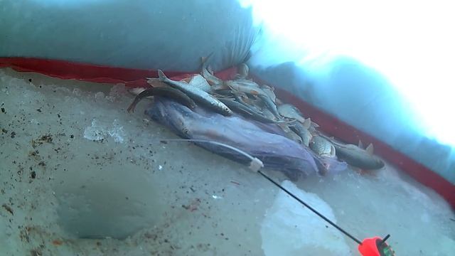 Рыбалка на р.Томь в -30. д. Берёзово. 04.12.2018 г. смотреть онлайн