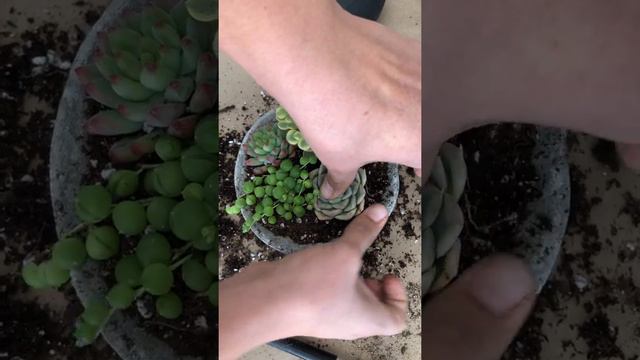 Arranging Succulents in a Small Pot смотреть онлайн