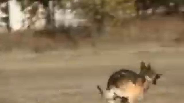 Немецкая овчарка Т.П. Гудзон смотреть онлайн