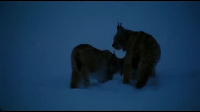 Падал снег (христианский видеоклип) смотреть онлайн