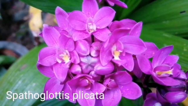 Spathoglottis plicata / Ground orchid / Philippine ground orchid / Bim orkid /bim orchid /බිම් ඕකිඩ смотреть онлайн