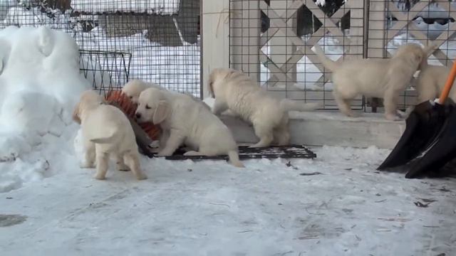 Golden retriever puppies 51 days/золотистого ретривера щенки в 51 день смотреть онлайн