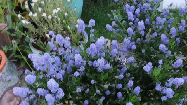 Victoria California Lilac (Ceanothus Impressus ‘Victoria’) - Evergreen And Drought Tolerant Shrub