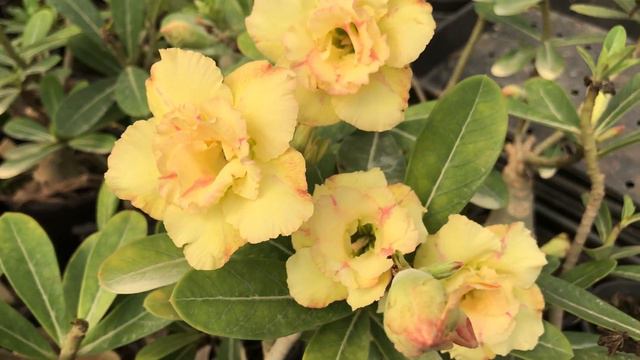 Adenium Obesum -Rosa Do Deserto SUPER MOON